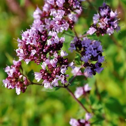 Natural active Marjoram